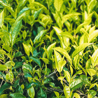 a thick tea plant growing; close up of leaves